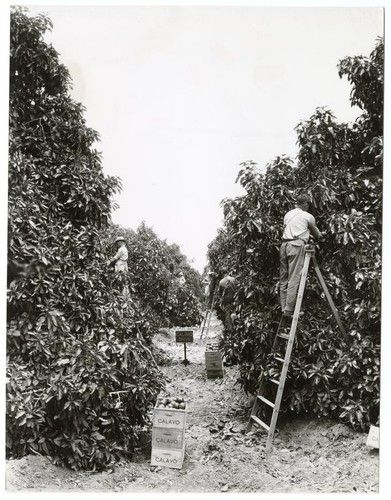 Agricultural workers harvesting avocados from the Calavo Grove