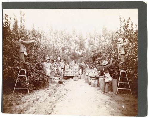 Arigicultural workers harvesting lemons in California