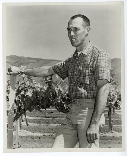 Joe "F" Carrari, Vineyard Manager of Paul Masson's Pinnacles Vineyard in Monterey County, California, 1968