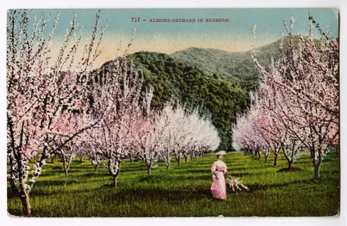 Almond Orchard in Blossom