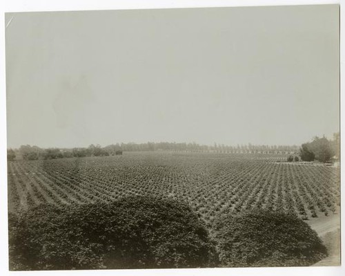 California vineyard