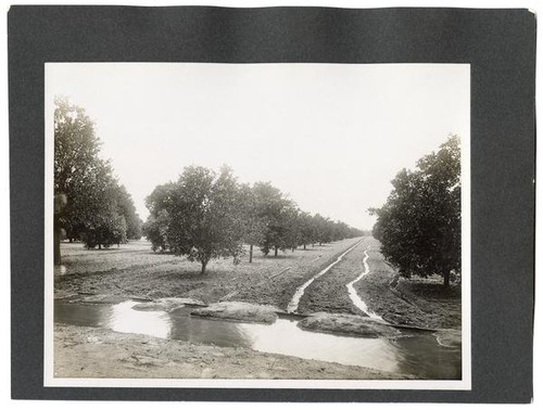 Irrigating orange orchard by rows, California