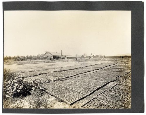 Drying peaches, California