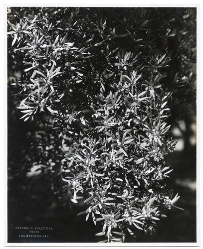 Flowering olive branch, California