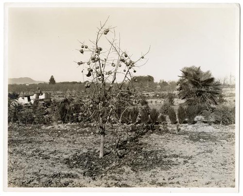 Japanese persimmons in a fruit orchard