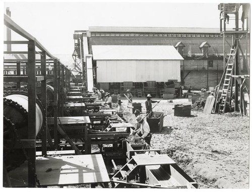 Agricultural workers processing hops crops