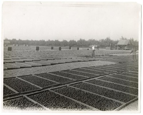 A prune-drying site in Santa Clara County