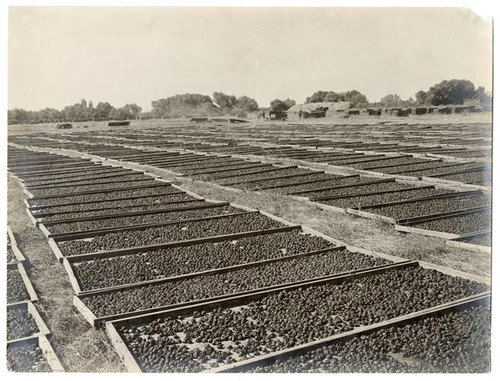 Drying prunes at Vaughan Farm, Hanford, California