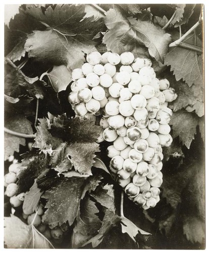 Flame Tokay grapes, Sacramento, California, for California Promotion Committee