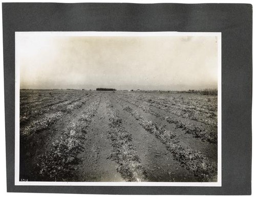 Field of growing sugar beets in California