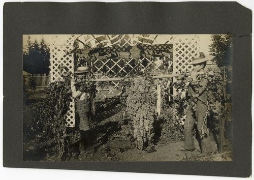 Thompson seedless grapes suspended from pole, California