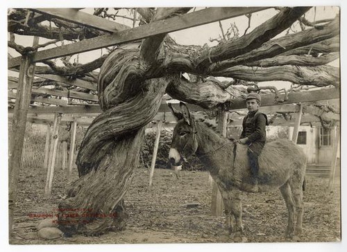 Main trunk of largest grapevine in Southern California