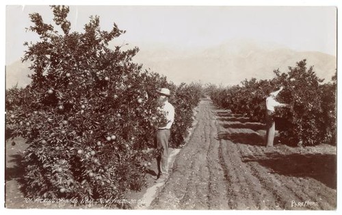 Picking Oranges Near Snow Fields, Southern California. Park Photo