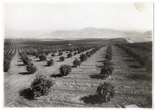 Orange grove, Porterville, Tulane County