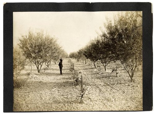 Almond Orchard near Sacramento, California