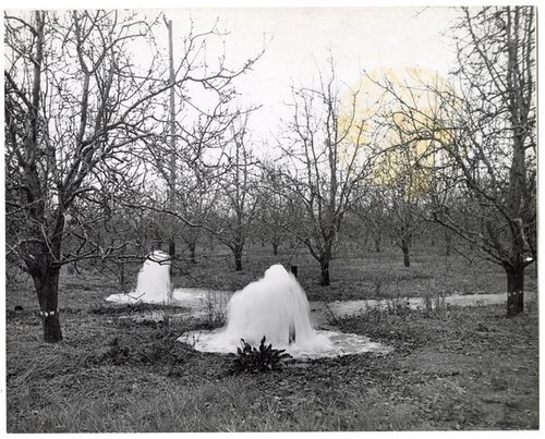 Artesian wells in the heart of a fruit orchard