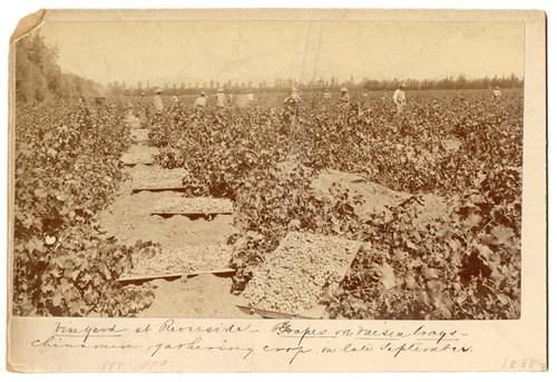 Chinese laborers harvesting grapes in a Riverside vineyard