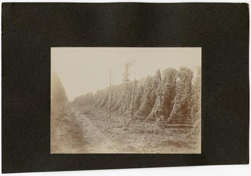 Field of Hops, California