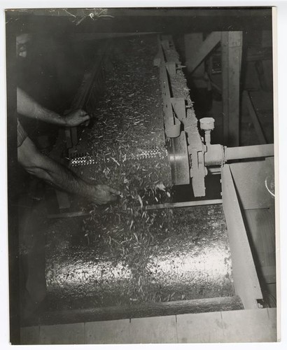 Guayule shrub being crushed in a factory before going to the mills