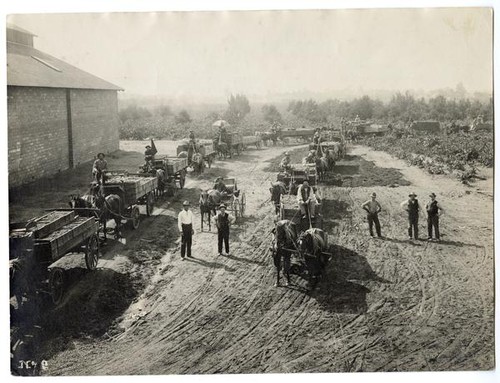 Hauling grapes to a winery in Lodi, San Joaquin Valley, California