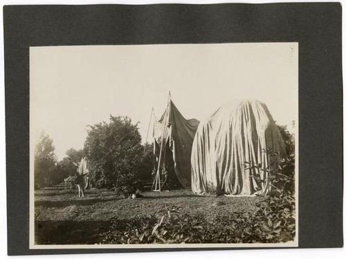 Fumigating an orange orchard, California