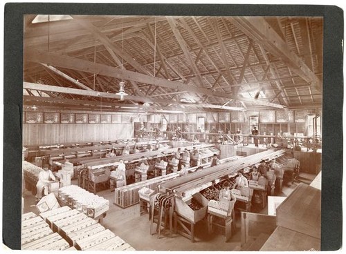 Packing oranges, Redlands, California