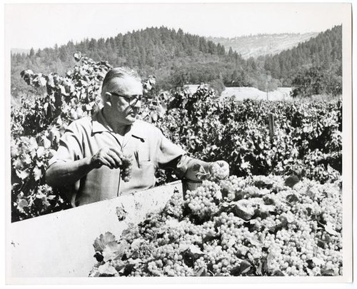 Field manager Fred Berry at Krug Winery in Napa California, 1970