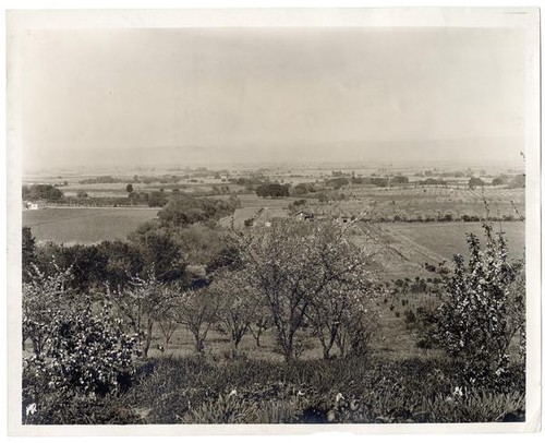 Peach groves in the Santa Clara Valley, California