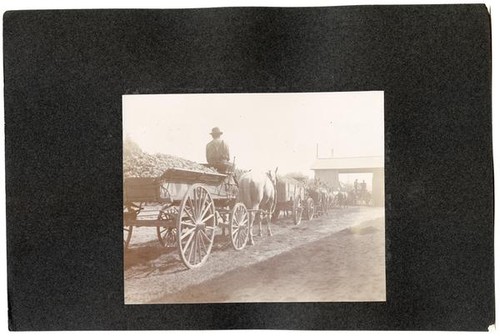 Delivering grapes to Riverside Winery, near Stadler, California