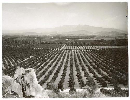 Orange grove in Riverside County, California