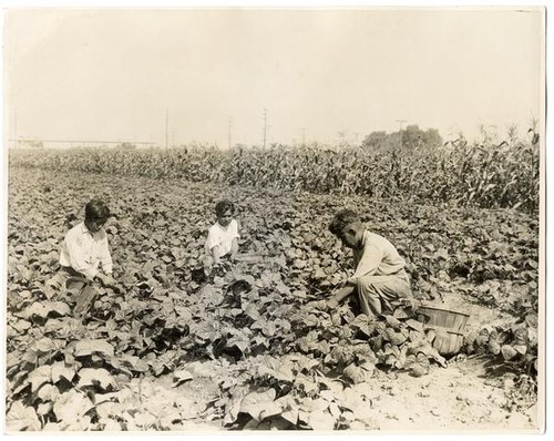 Harvesting beans near Los Angeles