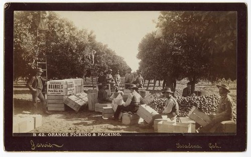 Orange picking and packing