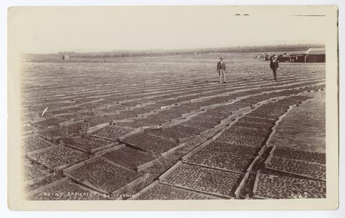 "Drying Apricots" California