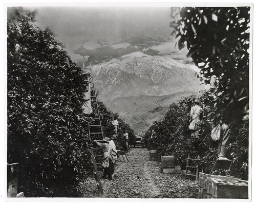 Agricultural workers picking oranges