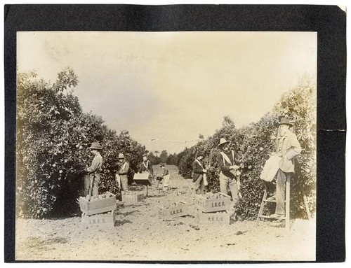 Agricultural workers picking oranges, California