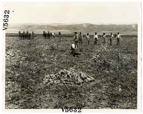 Agricultural laborers harvesting sugar beets in Los Angeles County, California