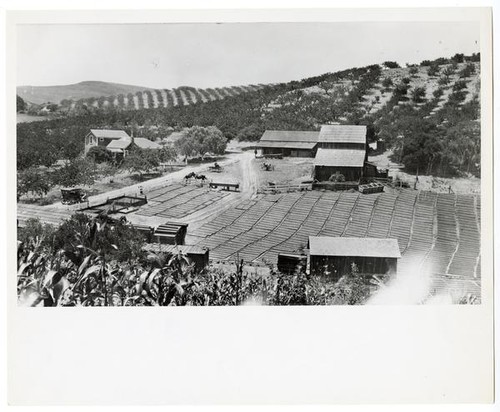 Landscape view of the Chandwell farm in Aromas, Monterey County, California