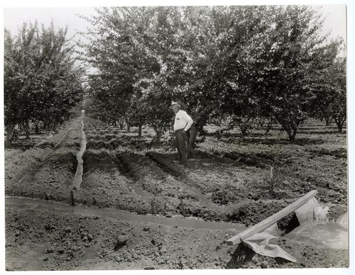 An apricot orchard under irrigation, California