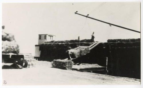 Loading hay at Upper Ranch on Russ Island, Solano County