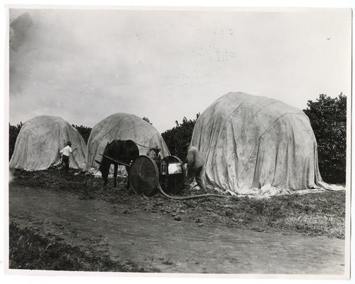 Agricultural workers fumigating orange trees