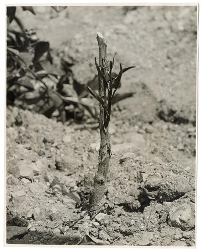 Development of an orage tree following the budding procedure