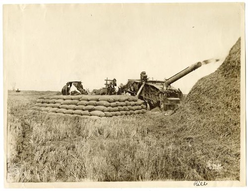 Agricultural laborers harvesting rice