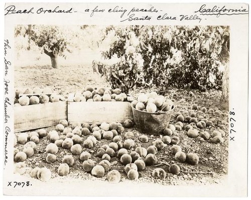 Peach orchard, Santa Clara Valley, California