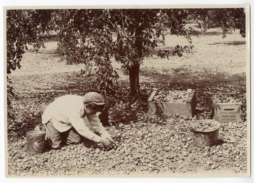 Agricultural worker harvesting prunes