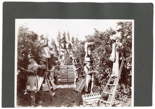 Orange pickers at work, California