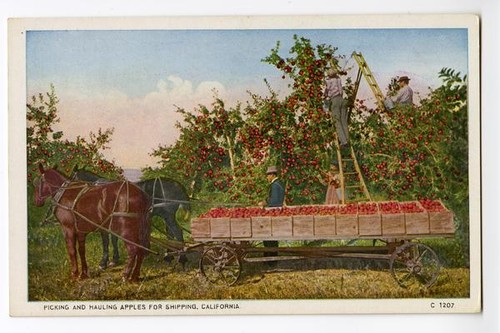 Picking and Hauling Apples for Shipping, California