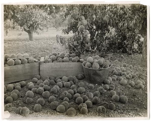 Peaches in Santa Clara County