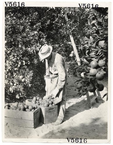 Agricultural worker harvesting oranges