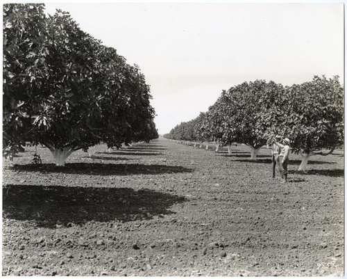 Mature fig orchards in the San Joaquin Valley in Central California