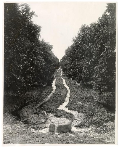 From concrete heads the water flows into furrows previously plowed between the rows of orange trees